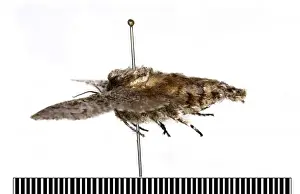 Chilecomadia valdiviana