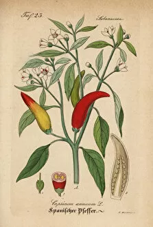 Pepper Collection: Chili pepper, Capsicum annuum