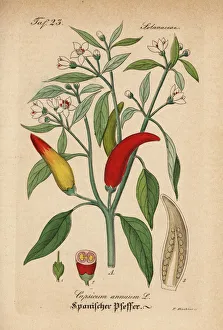Chili Collection: Chili pepper, Capsicum annuum
