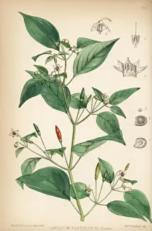 Chili pepper, Capsicum annuum