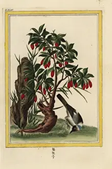 Chili pepper, Capsicum annuum