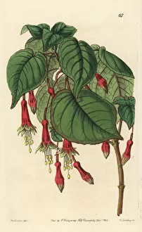Fuchsia Collection: Chili pepper fuchsia, Fuchsia splendens