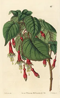 Chili Collection: Chili pepper fuchsia, Fuchsia splendens