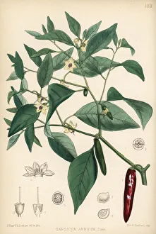 Chili Collection: Chili pepper or pod pepper, Capsicum annuum