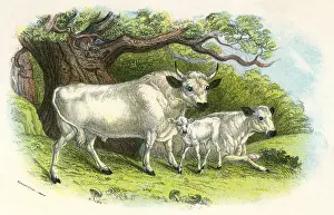 Chillingham Prints: Chillingham Cattle