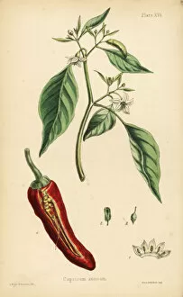 Chili Collection: Chilly pepper, Capsicum annuum