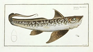 Chondrichthyes Collection: Chimaera monstrosa