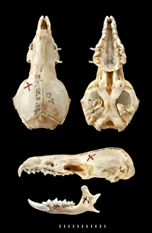 Black Background Collection: Chimarrogale varennei, dorsal, ventral
