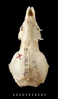 Black Background Collection: Chimarrogale varennei, dorsal view