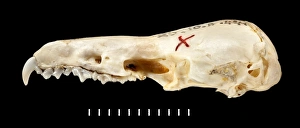 Black Background Collection: Chimarrogale varennei, lateral view