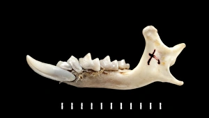 Black Background Collection: Chimarrogale varennei, mandible