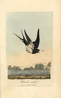Hirundo Prints: Chimney swallow, Barn swallow, Hirundo rustica