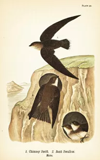 Chimney swift and bank swallow