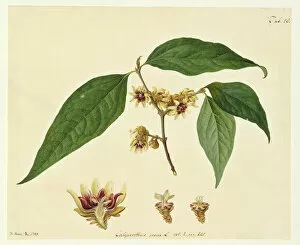 Bauer Gallery: Chimonanthus praecox