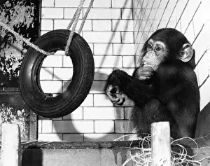 Chimp Prints: Chimp with Tyre