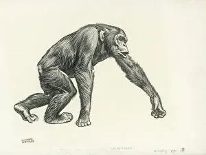 Chimpanzee