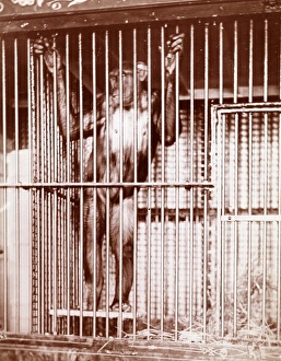 Caged Gallery: Chimpanzee