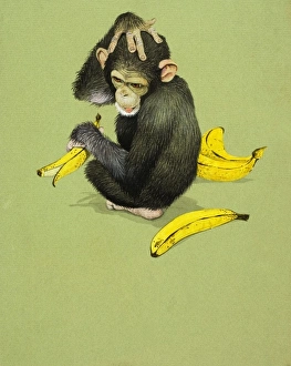 Images Dated 9th May 2006: Chimpanzee with Bananas