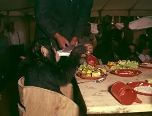Chimpanzee drinking milk