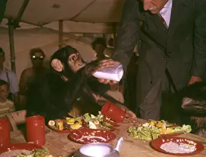 Plastic Prints: Chimpanzee drinking milk