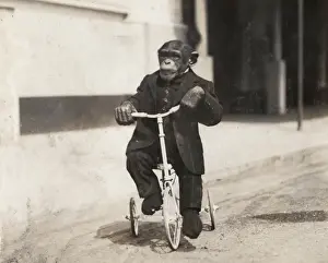 Bostock Prints: Chimpanzee at Earls Court Exhibition