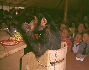 Laughing Prints: Chimpanzee eating at a table