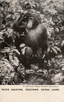 Freetown Prints: Chimpanzee, Freetown, Sierra Leone, West Africa
