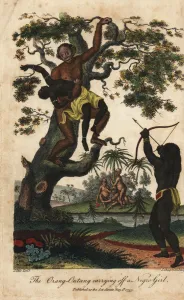 Chapman Collection: Chimpanzee kidnapping an Angolan girl