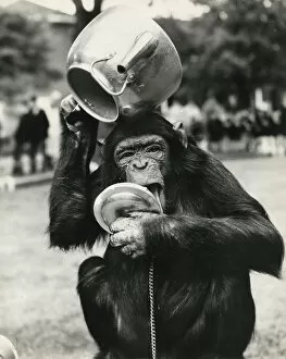 Chimpanzee with metal teapot