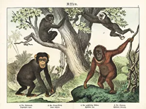 Tierreichs Prints: Chimpanzee, orangutan, gibbon and siamang