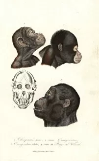Pygmaeus Collection: Chimpanzee and orangutan heads