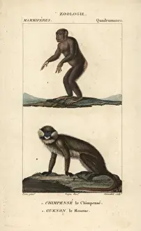 Moustached Prints: Chimpanzee, Pan troglodytes (endangered)