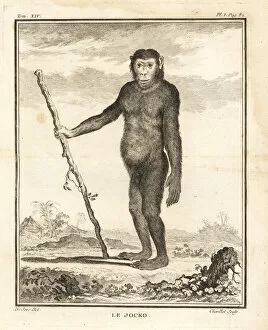 Leclerc Gallery: Chimpanzee, Pan troglodytes. Endangered