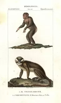 Chimpanzee, Simia troglodytes, and moustached