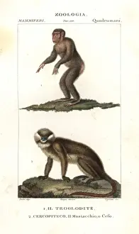 Moustached Prints: Chimpanzee, Simia troglodytes, and moustached