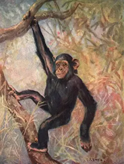 Chimpanzee / Wild Beasts