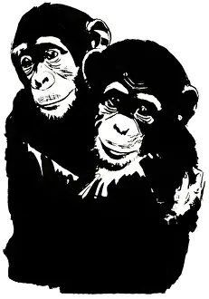 Chimpanzees