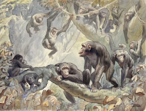 Monkey Gallery: Chimpanzees in the African jungle