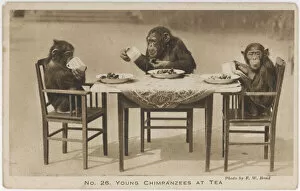 Humans Collection: Chimps Tea Party / Photo