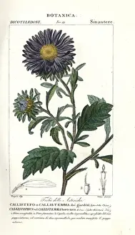 Aster Prints: China aster, Callistephus chinensis