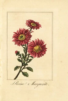 Images Dated 31st March 2020: China aster, reine marguerite, Callistephus chinensis