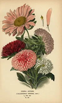 Caltha Collection: China aster varieties, Callistephus x sinensis