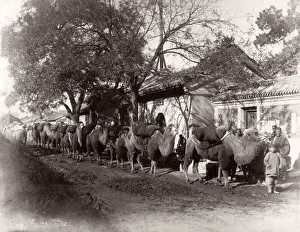 China c. 1880s - camel train in the centre of Peking Beijing