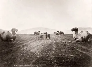 China c. 1880s - stone animals on the avenue to the Ming Tombs