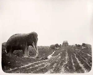 Asianj Prints: China c. 1880s - stone animals Ming Tombs