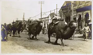 Beijing Prints: China - a caravan of Bactrian camels - Beijing