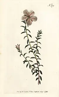 Uniflora Prints: China flower, Adenandra uniflora