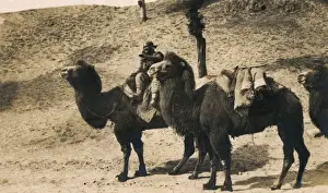 Bactrian Prints: China - Gobi Desert - Bactrian Camel train
