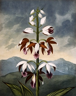 Latest Fine Art Gallery: The China Limodoron