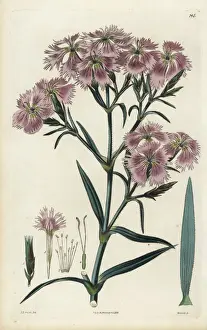 China pink, Dianthus chinensis